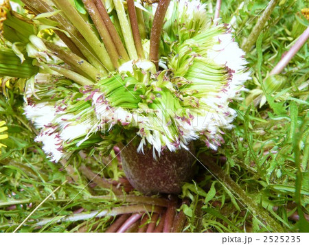 たんぽぽの王様 2525235