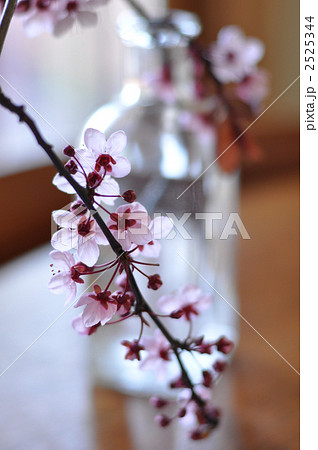 卓上の桜 卓上の桜 2525344