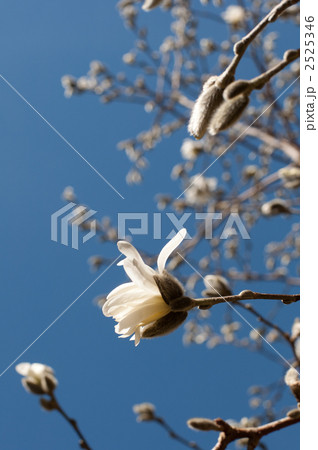 マグノリア 2525346