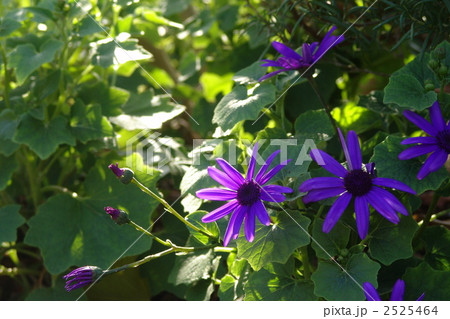 12月 クレマチス・キンポウゲ科42 12月 クレマチス・キンポウゲ科42 2525464