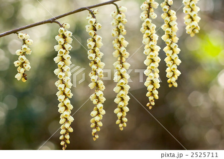 キブシの花 2525711