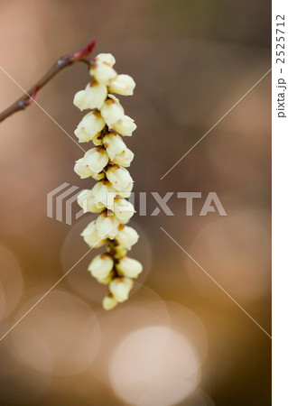 キブシの花のアップ キブシの花のアップ 2525712