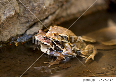 抱接するヒキガエル 2525737