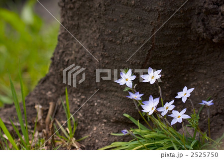 ソメイヨシノの株元で咲くハナニラ ソメイヨシノの株元で咲くハナニラ 2525750