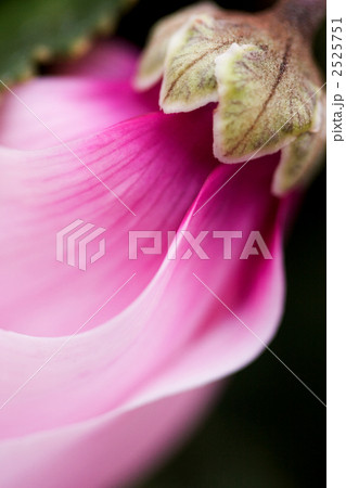 開きだしたシクラメンの花のアップ 開きだしたシクラメンの花のアップ 2525751