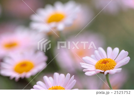 満開のピンクマーガレット 2525752