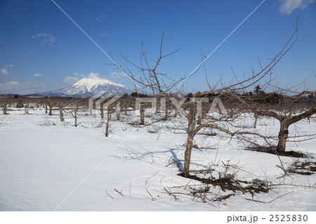 りんご剪定、遠くに岩木山 2525830