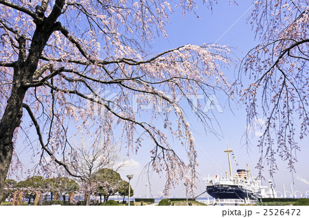 しだれ桜と氷川丸 横浜市中区 山下公園 の写真素材