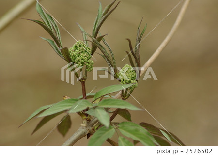 ニワトコ 2526502