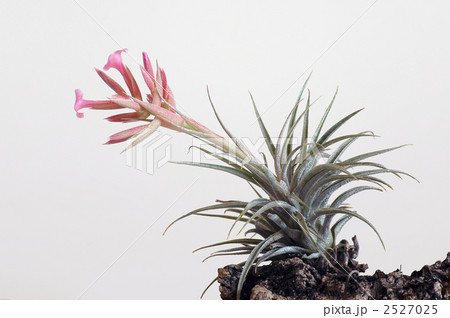 チランジアの花 2527025