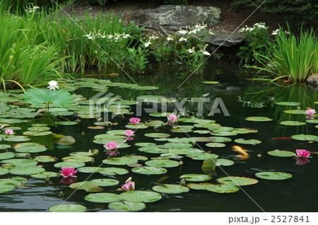 京都　勧修寺の氷室池 2527841