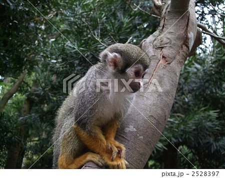木の枝に座って餌を狙うリスザル 2528397