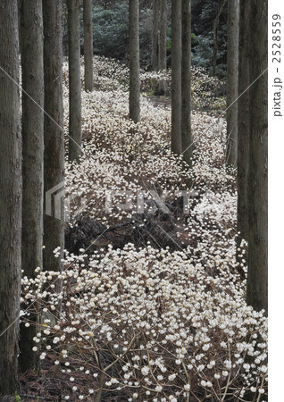 三椏の咲く森 2528559