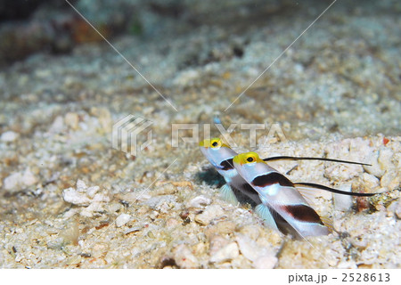 ハゼ ハゼ 2528613