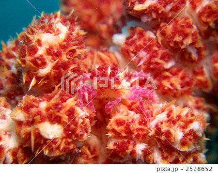 カニ カニ 2528652