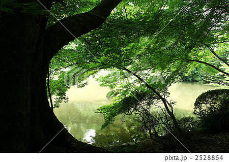 新緑の池 2528864