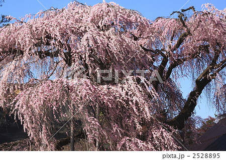 慈雲寺のイトザクラ(じうんじのいとざくら) 慈雲寺のイトザクラ(じうんじのいとざくら) 2528895
