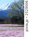 富士芝桜祭り 2529006