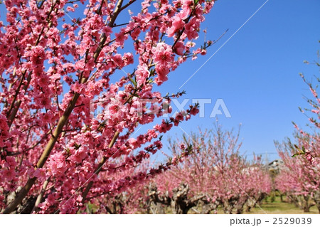 青空と桃の花 2529039