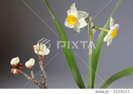 すいせん　うめ 2529157