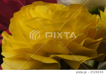 ラナンキュラス 2529354