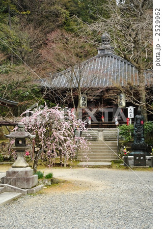 京都　今熊野観音寺の枝垂れ梅 2529962