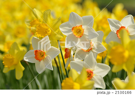 白とオレンジのラッパスイセン 2530166