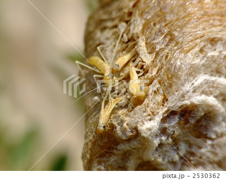 孵化中のカマキリの前幼虫の写真素材