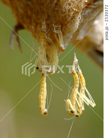孵化したカマキリの前幼虫と一令幼虫 2530372