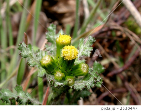 ノボロギク 2530447