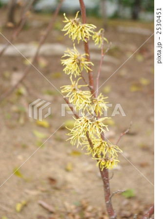 マンサク 2530451