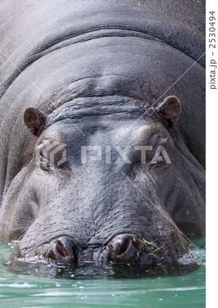 カバ (東京・上野動物園) カバ (東京・上野動物園) 2530494