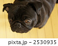 黒パグ 2530935