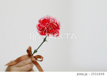 カーネーションの花と手 2531039