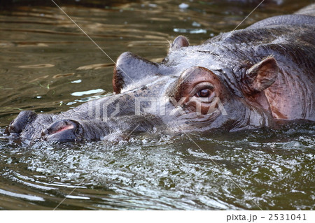 カバ カバ 2531041