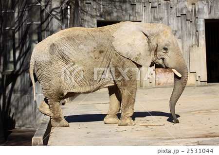 アフリカゾウ 2531044