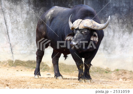 アフリカスイギュウ 2531059