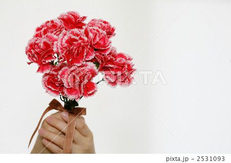 カーネーションの花と大事そうに持つ手の写真素材