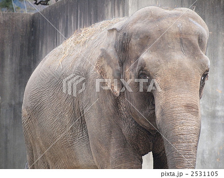 京都市立動物園の象 京都市立動物園の象 2531105