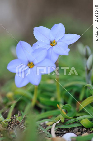 ニラバナ 2531578