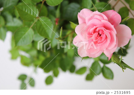 ミニバラ　横１ 2531695