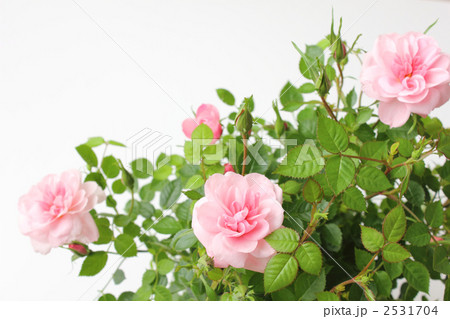 ミニバラ　横４ 2531704