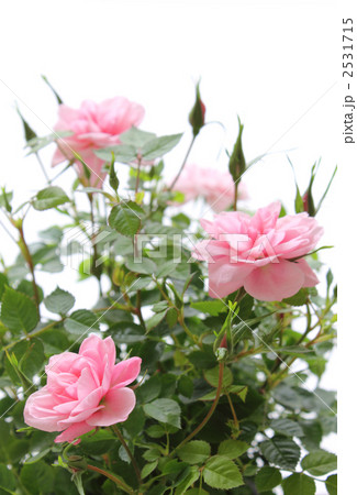 ミニバラ　縦２ 2531715