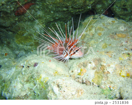 キミオコゼ 2531836