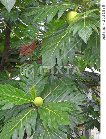 パンノキ 2531839