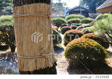 庭園のこも巻き 2532690