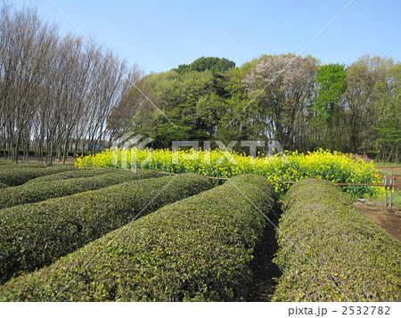 武蔵野 春 白旗塚 武蔵野 春 白旗塚 2532782