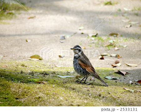 ツグミ 2533131