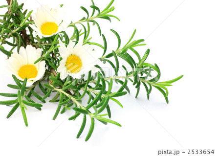 ローズマリーと白い花 2533654