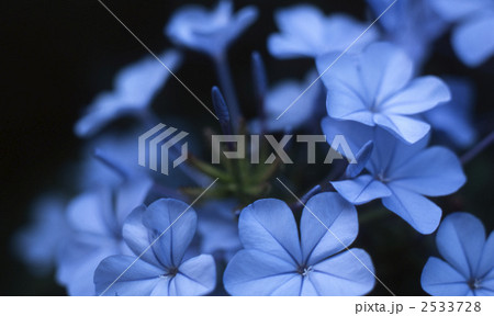 ルリマツリ 2533728